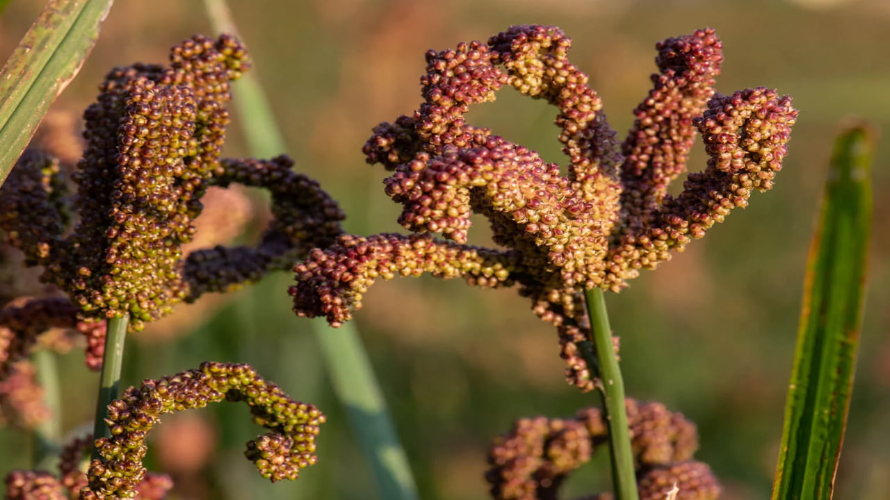 తృణ ధ్యాన్యాల్లో ఒకటైన రాగులు పేదల ఆహారంగా పిలుస్తారు. కానీ, ఇప్పుడు దీన్ని పేదవాళ్లు కాదు, పెద్ద పెద్ద వాళ్లు కూడా ఏరి కోరీ తెచ్చుకుని తింటున్నారు. రాగులను ఫింగర్ మిల్లెట్స్‌ అని కూడా పిలుస్తారు. రాగులలో కాల్షియం, ఐరన్ తో పాటూ, ప్రోటీన్, భాస్వరం, అధిక ఫైబర్ ఉంటాయి. ఇది శరీరానికి ఆరోగ్యంతో పాటూ మలబద్దకాన్ని నివారిస్తుంది. 