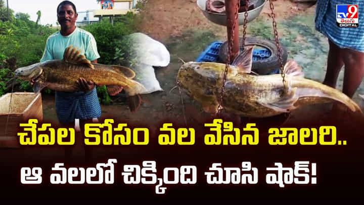 చేపల కోసం వల వేసిన జాలరి.. ఆ వలలో చిక్కింది చూసి షాక్ చేపల కోసం వల వేసిన జాలరి.. ఆ వలలో చిక్కింది చూసి షాక్