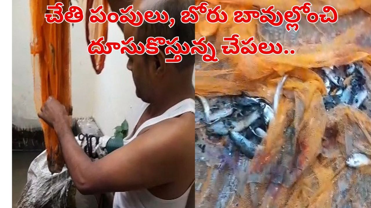 చేతి పంపులు, బోరు బావుల్లోంచి దూసుకొస్తున్న చేపలు.. పండగ చేసుకుంటున్న ఊరి జనం..!