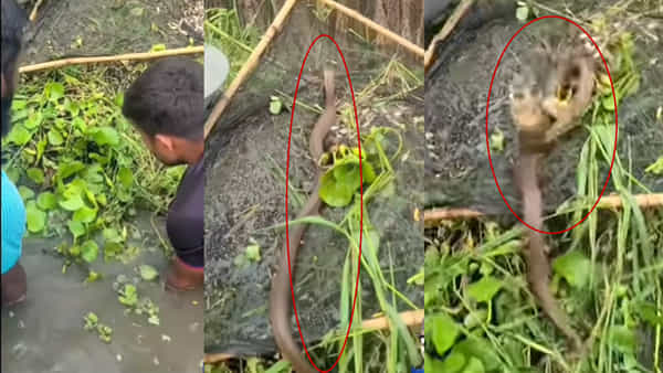 Viral Video: చేప అనుకుని చేతుల్తో పట్టి ఒడ్డున వేశారు.. తీరా చూస్తే.. ఓర్నాయనో..