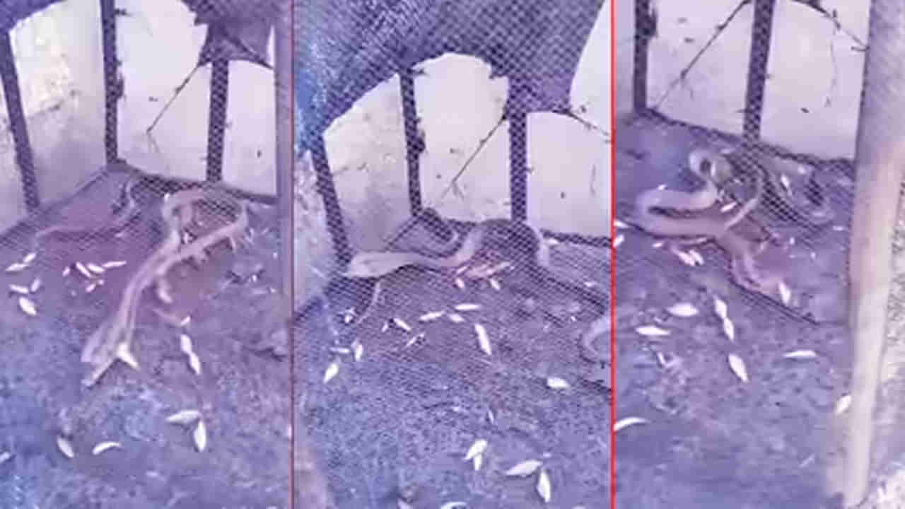 Viral Video: చేపల కోసం జల్లి లాంటి వల ఏర్పాటు చేశారు.. తీరా చిక్కింది చూడగా..