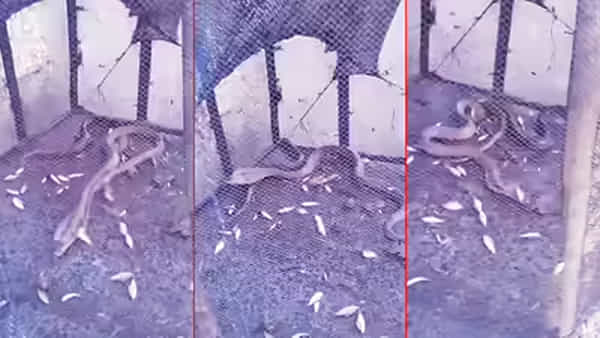 Viral Video: చేపల కోసం జల్లి లాంటి వల ఏర్పాటు చేశారు.. తీరా చిక్కింది చూడగా..