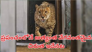 Tooth Brush: టూత్ బ్రష్ ఎన్ని నెలలకు మార్చాలంటే..? లైట్ తీసుకుంటే పళ్ల పని అయిపోయినట్లే..