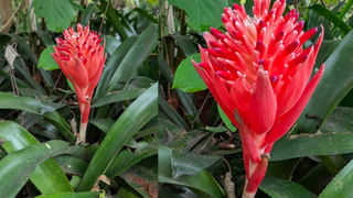 Gold Rate: పండగ వేళ భలే న్యూస్.. బంగారం ధరలు భారీగా తగ్గనున్నాయ్..!