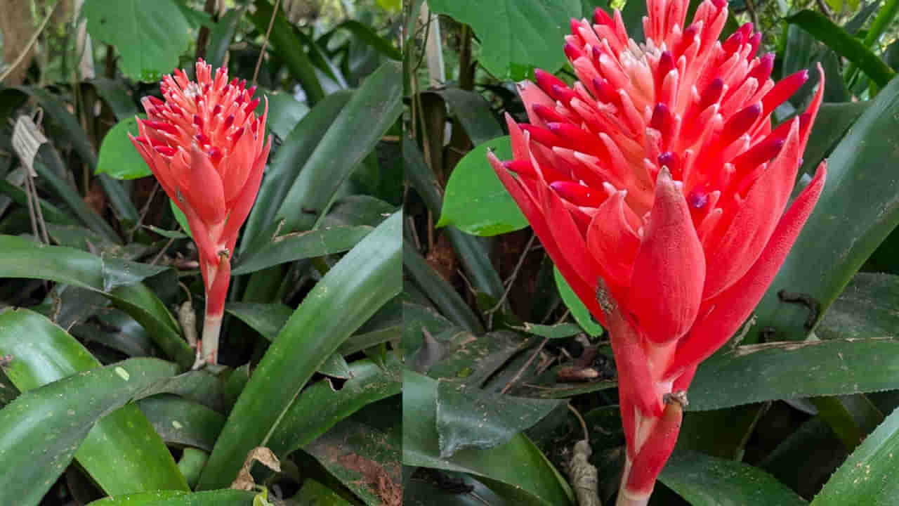 Vizag: ఆ పుష్పం పేరు వెలిగే టార్చ్ లైట్..!