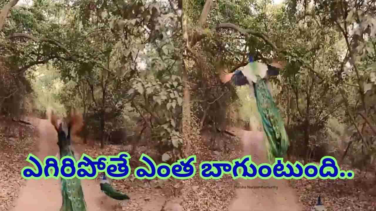 Watch: సొగసు చూడతరమా..? నాట్యమయూరి ఎగిరిపోతే ఎంత బాగుంటుందో కాదా..!