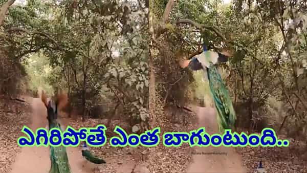 Watch: సొగసు చూడతరమా..? నాట్యమయూరి ఎగిరిపోతే ఎంత బాగుంటుందో కాదా..!
