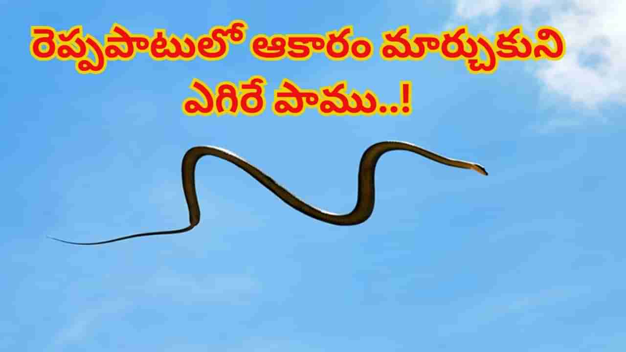 వామ్మో.. ఇదేం పామురా సామీ.. ఆకారం మార్చుకుని అమాంతం ఎగిరిపోతుంది..! ఎండ డేంజర్ అంటే..