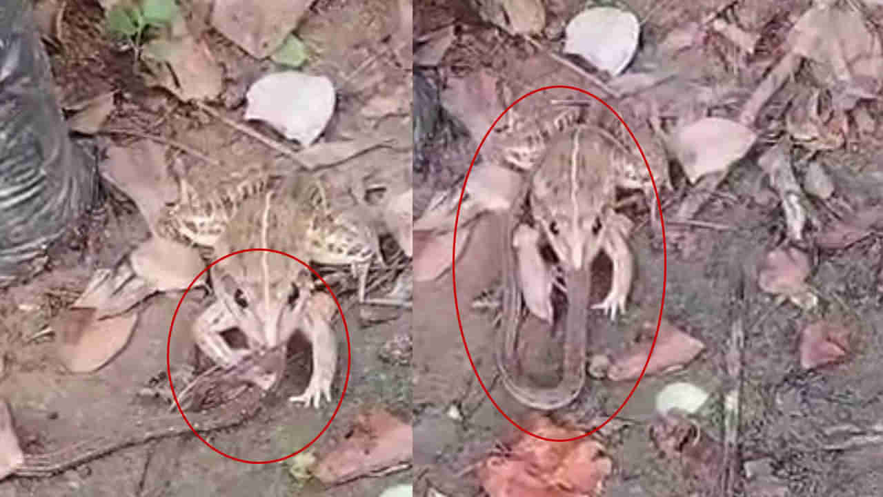 Viral Video: మీ కళ్లను మీరే నమ్మలేరు.. పామును పాప్‌కార్న్‌లా కరకరా నమిలి తిన్న కప్ప..