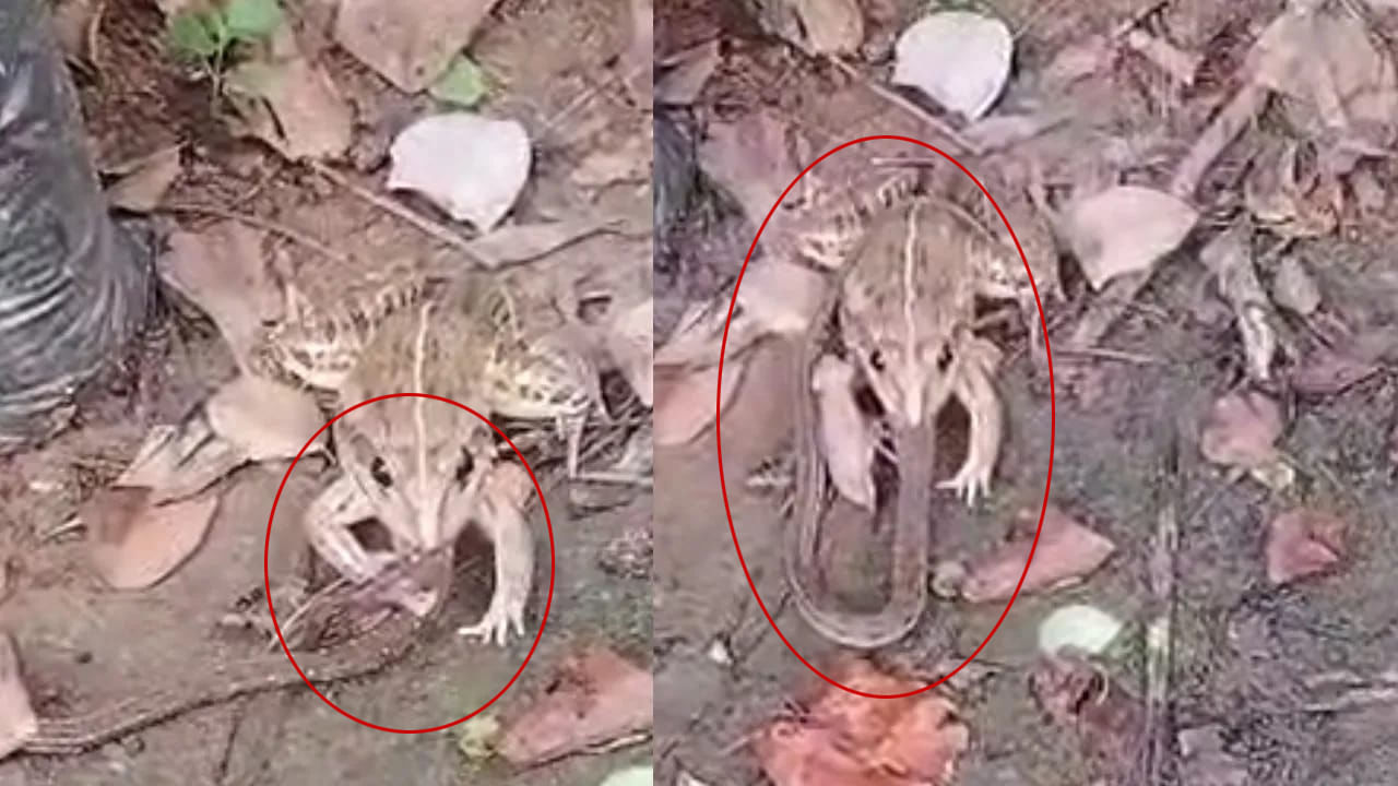 Viral Video: మీ కళ్లను మీరే నమ్మలేరు.. పామును పాప్‌కార్న్‌లా కరకరా నమిలి తిన్న కప్ప..