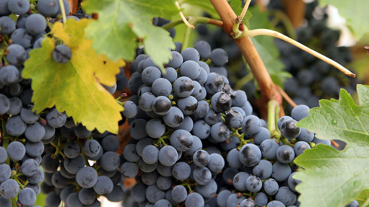 ద్రాక్ష : ద్రాక్ష పండ్లు ఆరోగ్యానికి చాలా మేలు చేస్తాయి. వీటిని ప్రతి రోజూ తీసుకోవడం వలన ఇది రక్తం గడ్డకట్టడాన్ని నిరోధించి, చెడు కొలెస్ట్రాల్ను తగ్గిస్తుందంట. అంతే కాకుండా గుండె ఆరోగ్యానికి ఇవి చాలా మంచివని చెబుతున్నారు నిపుణులు.