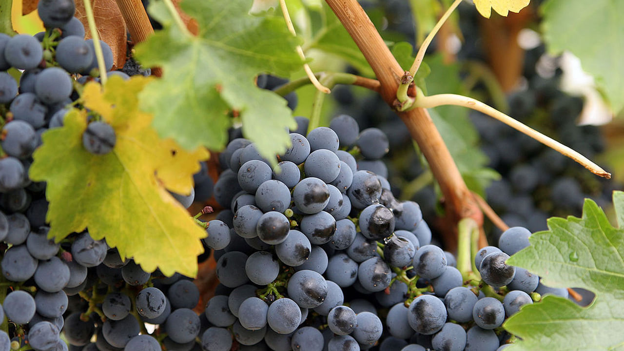 ద్రాక్ష : చలికాలంలో వీలైనంత వరకు ద్రాక్షపండ్లు తీసుకోకపోవడమే మంచిదంటున్నారు ఆరోగ్య నిపుణులు. శీతాకాలం సమయంలో ద్రాక్ష పండ్లు తీసుకోవడం వలన ఇది జలుబు, కఫ సమస్యలు, గొంతు నొప్పి, వంటి ఇబ్బందులకు కారణం అవుతుందంట.