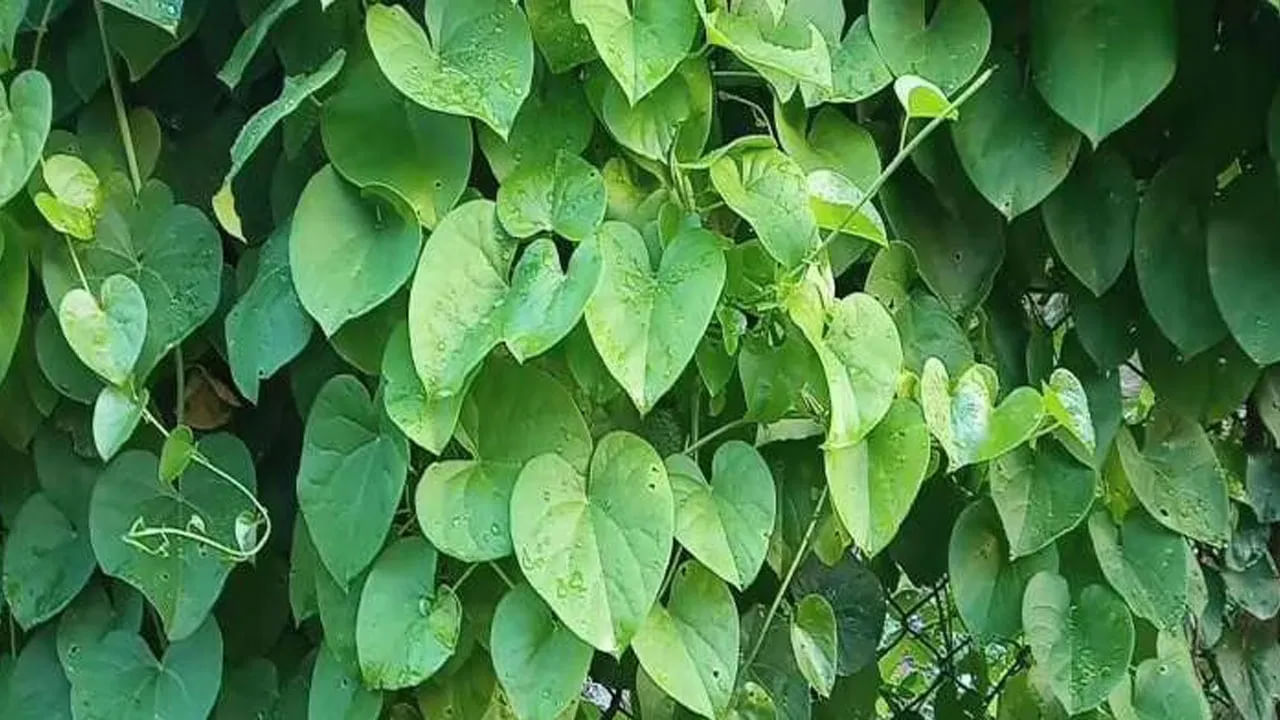 తుప్పల్లో ఉందని చీప్‌గా చూడొద్దు.. నమిలి తిన్నారంటే కిడ్నీల్లో రాళ్లు పిండి అవ్వాల్సిందే..