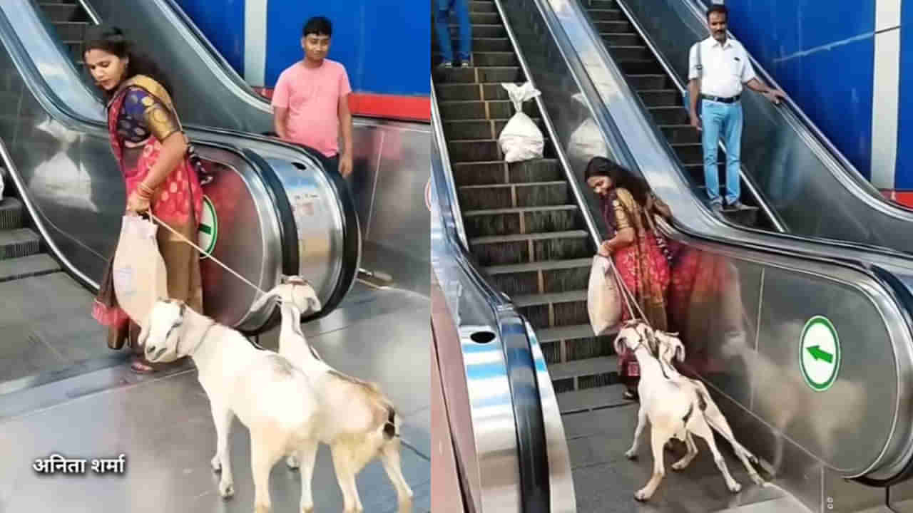 Viral Video: మేమూ షాపింగ్ చేస్తాం.. పెంపుడు మేకలతో ఎస్కలేటర్ ఎక్కి.. మాల్కి వెళ్లిన మహిళ..