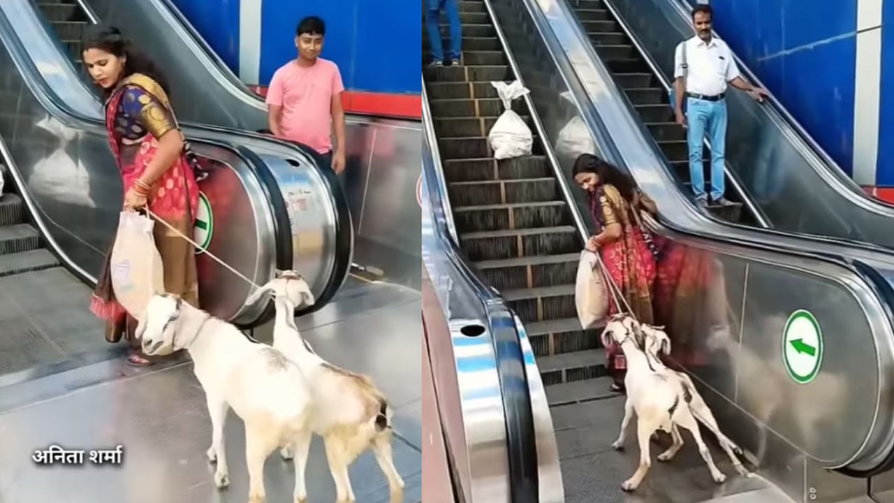 Viral Video: మేమూ షాపింగ్ చేస్తాం.. పెంపుడు మేకలతో ఎస్కలేటర్ ఎక్కి.. మాల్కి వెళ్లిన మహిళ..