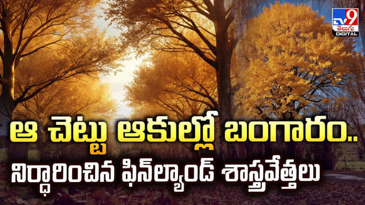 ఆ చెట్టు ఆకుల్లో బంగారం.. నిర్ధారించిన ఫిన్ల్యాండ్ శాస్త్రవేత్తలు ఆ చెట్టు ఆకుల్లో బంగారం.. నిర్ధారించిన ఫిన్ల్యాండ్ శాస్త్రవేత్తలు