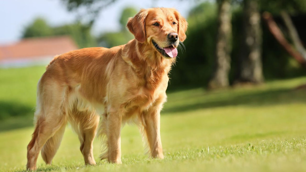 గోల్డెన్ రిట్రీవర్ : నాలగో స్థానంలో గోల్డెన్ రిట్రీవర్ జాతికి చెందిన కుక్కలు ఉన్నాయి. ఇవి తెలివైనవి, అలాగే సంతోషపెట్టడానికి ఆసక్తిగలవి, గోల్డెన్ రిట్రీవర్లు వాటి సున్నితమైన, సహజమైన స్వభావం కారణంగా సేవ, చికిత్సా పనులకు అద్భుతమైనవి.