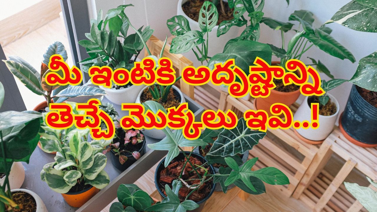 Lucky Plants: వాస్తుప్రకారం మీ ఇంటికి అదృష్టాన్ని తెచ్చే మొక్కలు ఇవి..!