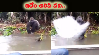 యుద్ధం అంటే ఇదే.! పాము, ముంగీస మధ్య పోరు చూస్తే ఒళ్లు జలదరిస్తుంది..!