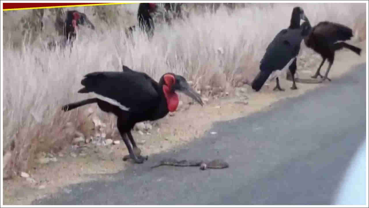 Viral Video: వామ్మో.. ఎంతపెద్ద పామునైనా కరకర నమిలేస్తుంది.. ఇలాంటి పక్షిని మీరెప్పుడైనా చూశారా?