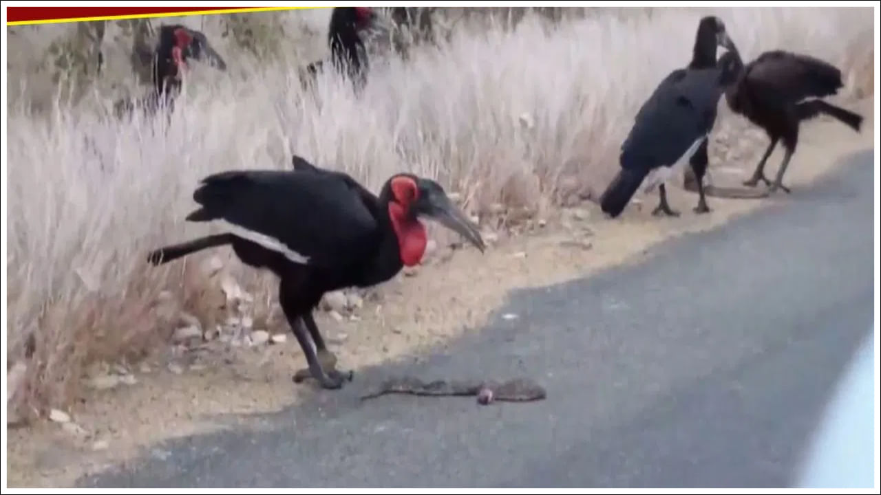 Viral Video: వామ్మో.. ఎంతపెద్ద పామునైనా కరకర నమిలేస్తుంది.. ఇలాంటి పక్షిని మీరెప్పుడైనా చూశారా?