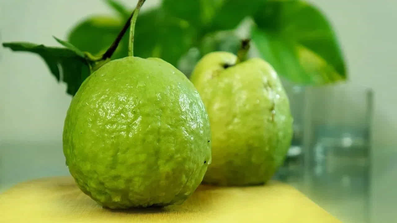 జామపండ్లలో ఫైబర్ దండిగా ఉంటుంది. పచ్చి జామపండు తినడం వల్ల జీర్ణక్రియ మెరుగుపడుతుంది. మీకు ఏవైనా జీర్ణ సమస్యలు ఉంటే ప్రతిరోజూ ఒక జామపండు తినండి. ఇది జీర్ణ సమస్యలను సులువుగా పరిష్కరిస్తుంది.