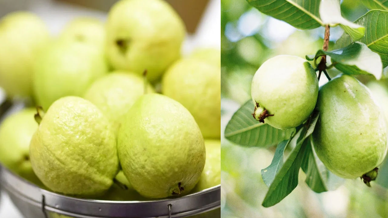 జామపండు తిన్న తర్వాత మీ శరీరంలో ఏవైనా మార్పులు కనిపిస్తే వెంటనే వైద్యుడిని సంప్రదించడం మంచిది. ఉబ్బరం, విరేచనాలు, గ్యాస్, గుండెల్లో మంట లేదా అజీర్ణం వంటి జీర్ణ సమస్యలు ఉన్నవారు కూడా జామ తినకూడదు. జామలో విటమిన్ సి, ఫ్రక్టోజ్ అధికంగా ఉంటాయి. ఇది జీర్ణ సమస్యలను మరింత తీవ్రతరం చేస్తుంది. 