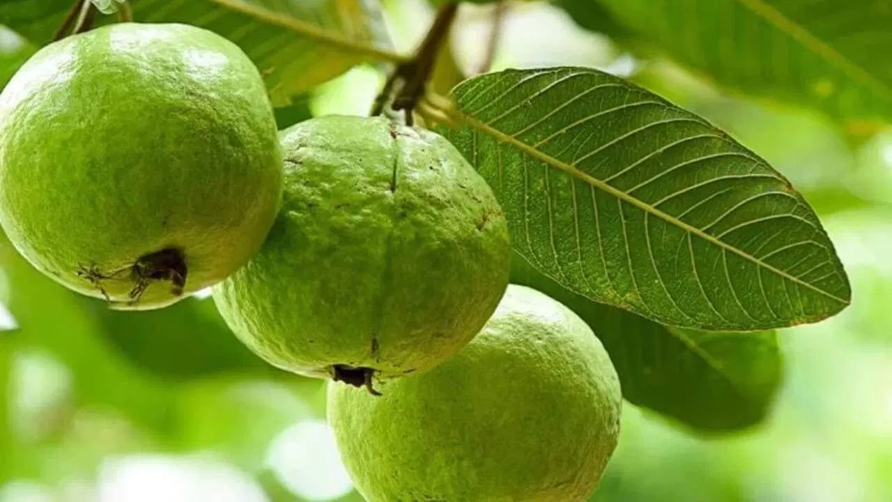 జామ రుచికి భలేగా ఉంటుంది. ఇందులో విటమిన్ సి, ఫైబర్, పొటాషియం, యాంటీఆక్సిడెంట్లు, విటమిన్లు ఎ, బి6, ఫోలేట్ పుష్కలంగా ఉంటాయి. ఇవి శరీరానికి అనేక ప్రయోజనాలను అందిస్తాయి. జామలో నారింజ కంటే ఎక్కువ విటమిన్ సి ఉంటుంది. ఇది శీతాకాలంలో రోగనిరోధక శక్తిని పెంచడానికి సహాయపడుతుంది. ఇది జలుబు, దగ్గు వంటి ఇతర ఇన్ఫెక్షన్ల నుంచి కూడా మిమ్మల్ని రక్షిస్తుంది.