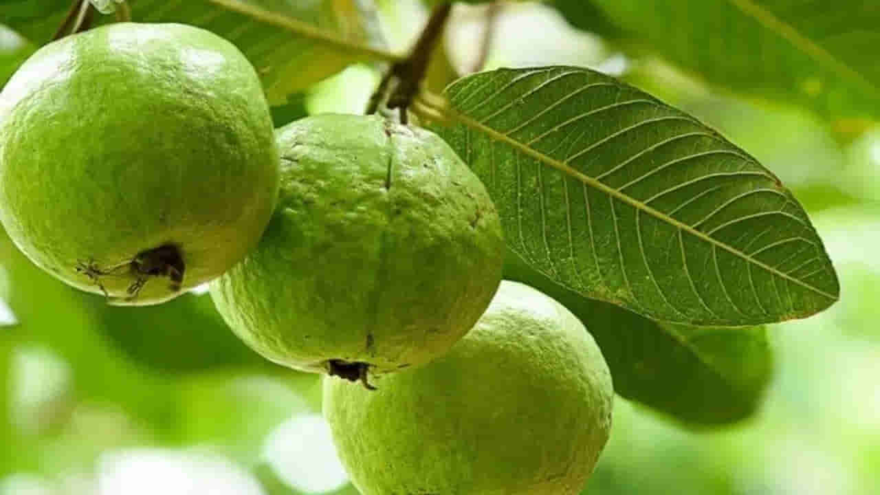 జామపండు మీ హెల్త్ గేమ్ ఛేంజర్.. రోజు ఒకటి తినడం వల్ల కలిగే ఉపయోగాలు తెలిస్తే...