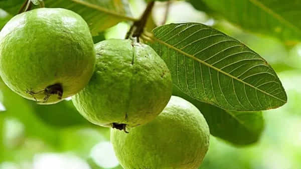 జామపండు మీ హెల్త్ గేమ్ ఛేంజర్.. రోజు ఒకటి తినడం వల్ల కలిగే ఉపయోగాలు తెలిస్తే...