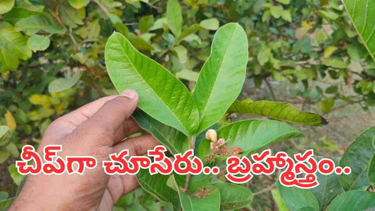 ఈ ఆకులు ఏం చేస్తాయిలే అనుకునేరు.. డయాబెటిస్‌కు పవర్‌ఫుల్ ఛూమంత్రం..