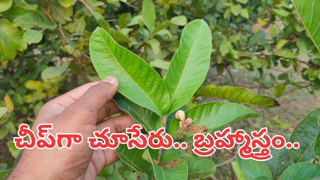 ఈ ఆకులు ఏం చేస్తాయిలే అనుకునేరు.. డయాబెటిస్‌కు పవర్‌ఫుల్ ఛూమంత్రం..