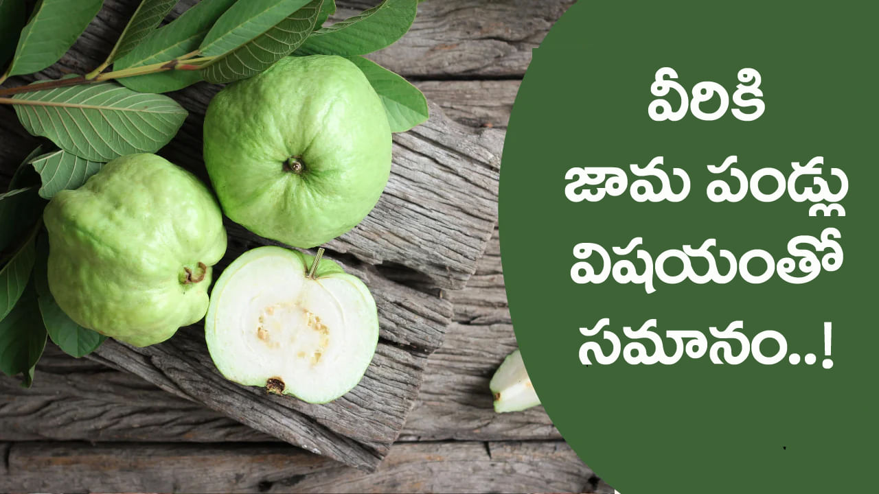 శీతాకాలం మొదలైంది. ఈ కాలంలో ఆకుపచ్చ, పసుపు, ఎరుపు రంగుల్లో జామపండ్లు పెద్ద మొత్తంలో లభిస్తాయి. జామపండులో సోడియం, పొటాషియం, ఫైబర్, ప్రోటీన్, ఐరన్, విటమిన్ సి వంటి పోషకాలు పుష్కలంగా ఉంటాయి. కాబట్టి దీనిని సూపర్ ఫుడ్ గా పరిగణిస్తారు. జామ జీర్ణ సమస్యలు, శారీరక బలహీనతను తగ్గిస్తుంది. దాని యాంటీఆక్సిడెంట్లు శరీరాన్ని హానికరమైన కణాల నుంచి రక్షిస్తాయి. ఫలితంగా అనేక తీవ్రమైన వ్యాధులను నివారించవచ్చు.