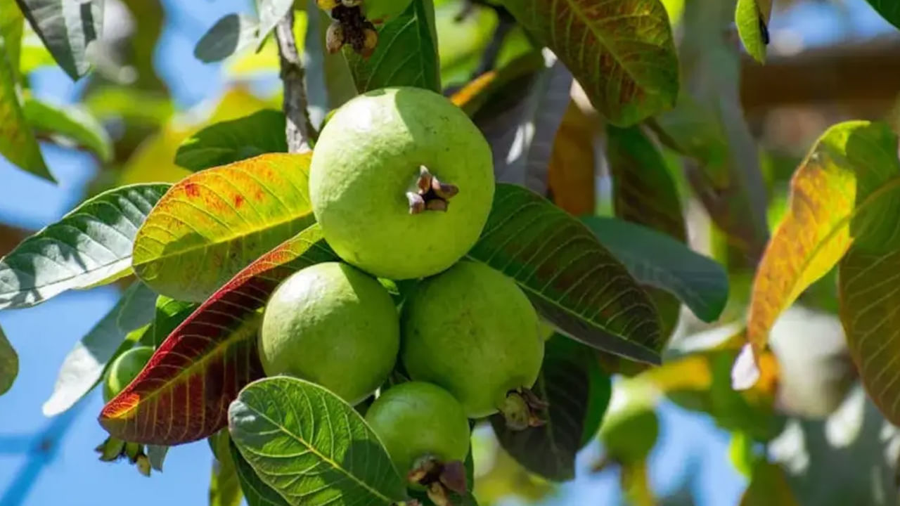 చలికాలం స్టార్ట్ అయ్యింది. ఈ సీజన్లో జామ పండ్లు ఎక్కవగా లభిస్తుండటంతో చాలా మంది వీటిని ఎక్కవగా తింటారు. ఇది చాలా చౌకగా దొరకడం, అంతే కాకుండా తినడానికి చాలా రుచిగా ఉండటం వలన దీనిని తినడానికి ఎక్కువ ఇంట్రెస్ట్ చూపిస్తుంటారు. మరీ ముఖ్యంగా జామ కాయ పోషకాల గని, ఎందుకంటే? ఇందులో ఫైబర్, ప్రోటీన్, విటమిన్స్ , పొటాషియం పుష్కలంగా ఉంటాయి.