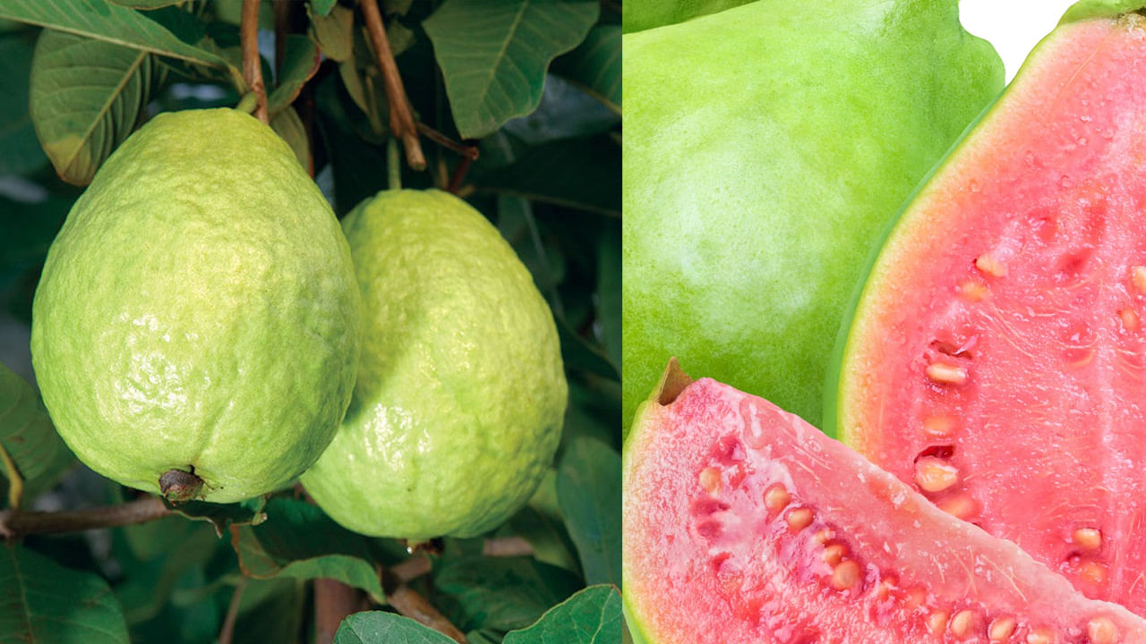 ఆరోగ్య నిపుణుల అభిప్రాయం ప్రకారం, కడుపు సంబంధ సమస్యలు ఉన్నవారు జామకాయ అస్సలే తినకూడదంట. గ్యాస్, ఎసిడిటి, మలబద్ధకం, కడుపు ఉబ్బరం వంటి సమస్యలు ఉన్నవారు ఎట్టి పరిస్థితుల్లో జామకాయ తినకూడదంట. దీని వలన కడుపు నొప్పి బాధించడమే కాకుండా, ఈ గ్యాస్, ఎసిడిటి వంటి సమస్యలు తీవ్రతరం అయ్యే ఛాన్స్ ఉన్నదంట. అందుకే ఎట్టిపరిస్థితుల్లో వీరు అస్సలే జామకాయలు తినకూడదంట.