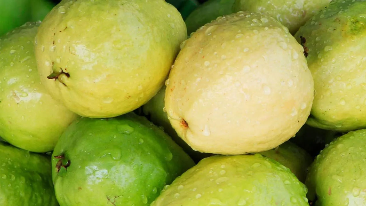 అలాగే జీర్ణక్రియ సాఫీగా సాగని వారు, అధిక ఆమ్లత్వంతో ఇబ్బంది పడే వారు కూడా జామకాయను తినకూడదంట. ముఖ్యంగా ఖాళీ కడుపుతో జామకాయ తినకూడదంట. ఇది అనేక సమస్యలు తీసుకొస్తుంది. ముఖ్యంగా జీర్ణక్రియ పనితీరు సక్రమంగా జరగదు అంటున్నారు నిపుణులు.