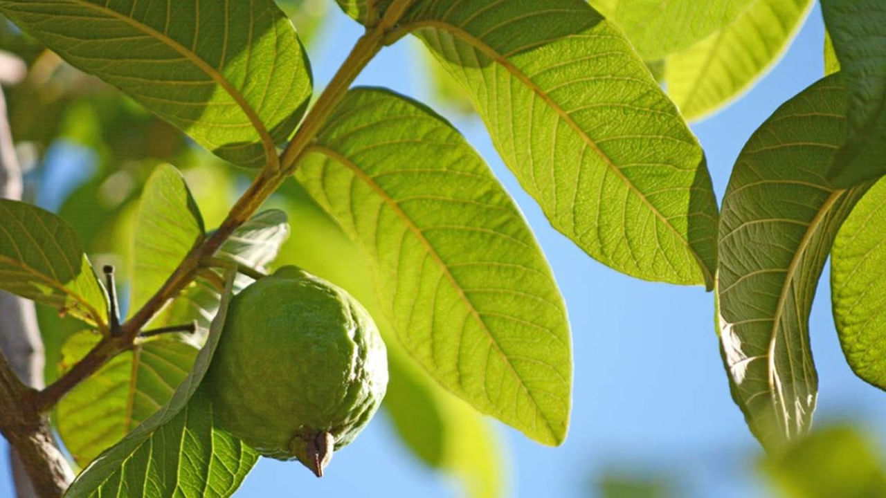 జామకాయలో ఆమ్లాలు,ఫైబర్ పుష్కలంగా ఉంటాయి. ఇది ఫైబర్ ఆరోగ్యానికి చాలా మంచిదే అయినప్పటికీ, ఎవరైతే గుండెలో మంట లేదా అల్సర్‌తో బాధపడుతున్నారో, వారు తినడం ప్రమాదకరం అంట. ఇలాంటి సమస్యలు ఉన్న వారు జామకాయలను ఎక్కువగా తినడం వలన అనారోగ్య సమస్యల బారిన పడాల్సి వస్తుందని చెబుతున్నారు ఆరోగ్యనిపుణులు.