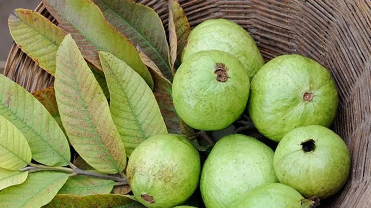 అలాగే జామకాయ తినడం వలన అనేక సమస్యలు తగ్గిపోతాయి. ముఖ్యంగా మలబద్ధకం సమస్యలతో బాధపడే వారికి ఇది చాలా మంచిది. ప్రతి రోజూ ఉదయం జామకాయ తినడం వలన ఇది జీర్ణక్రియ సాఫీగా సాగేలా చేసి, మలబద్ధకం సమస్య నుంచి ఉపశమనం కలిగిస్తుంది. అలాగే ఇది డయాబెటీస్ పెషెంట్స్ కు కూడా బెస్ట్ ఫ్రూట్.