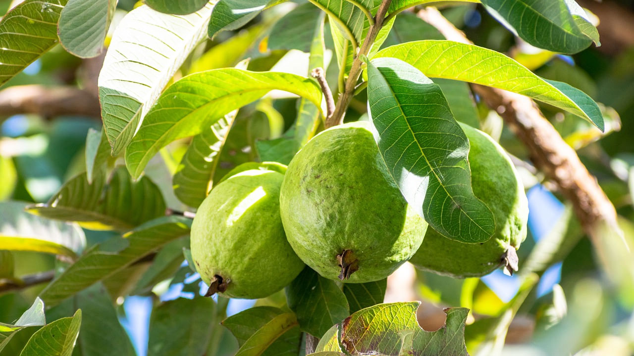 జామకాయలు విరివిగా దొరుకుతాయి. చాలా మంది దీనిని ఎంతో ఇష్టంగా తింటుంటారు. అయితే కొంత మంది అస్సలే జామకాయను తినకూడదంట.  మరి ఎవరు జామకాయను తినకూడదు. జామకాయ తినడం వలన కలిగే సమస్యలు ఏవో ఇప్పుడు చూద్దాం.