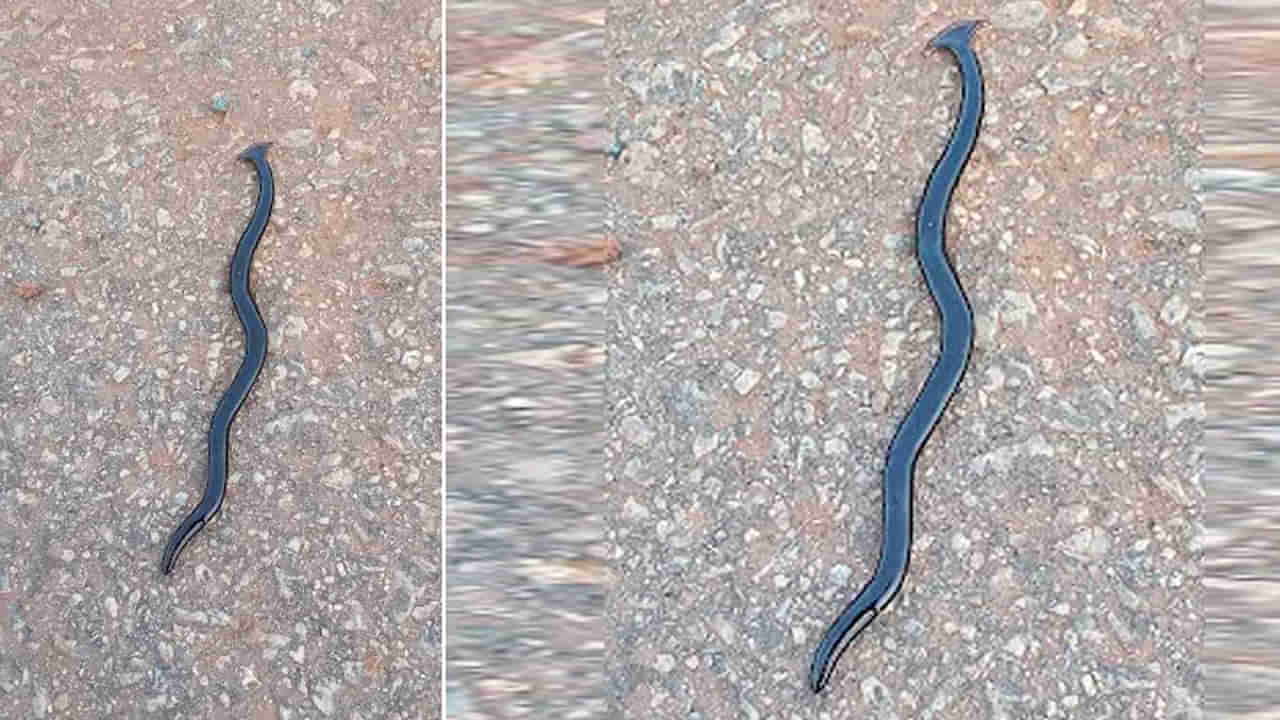 Andhra: పొలానికి వెళ్లిన రైతులకు కనిపించిన వింత జీవి.. ఏంటా అని ఆరా తీయగా.. వామ్మో..