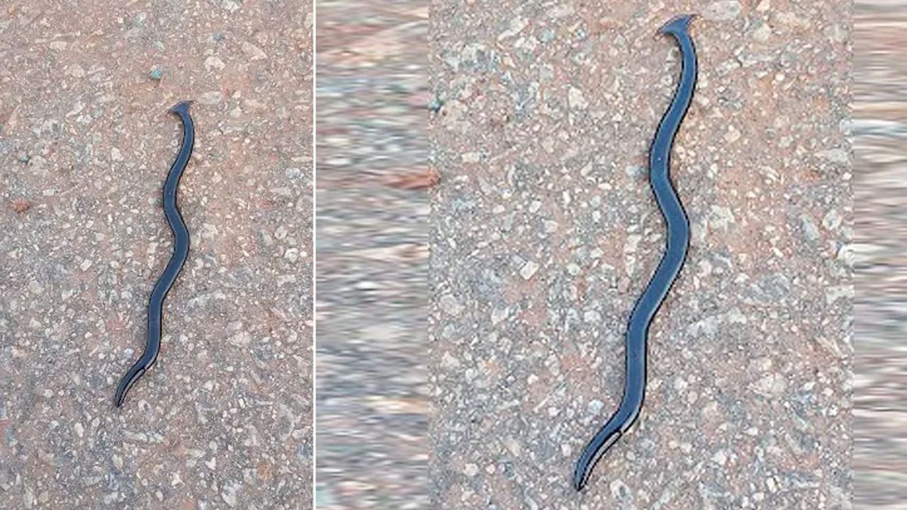 Andhra: పొలానికి వెళ్లిన రైతులకు కనిపించిన వింత జీవి.. ఏంటా అని ఆరా తీయగా.. వామ్మో..