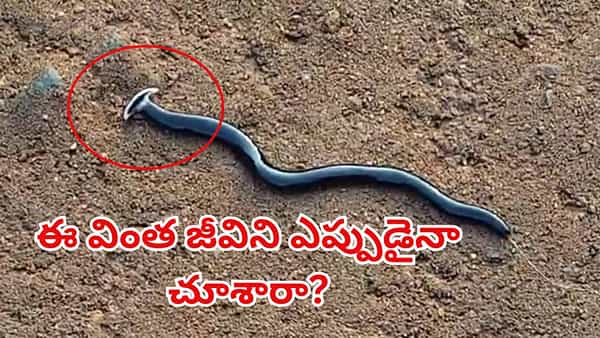 Watch Video: నేలపై పాకుతూ రంగులు మార్చుతున్న వింత జీవి.. తల చూడండి ఎలా ఉందో..