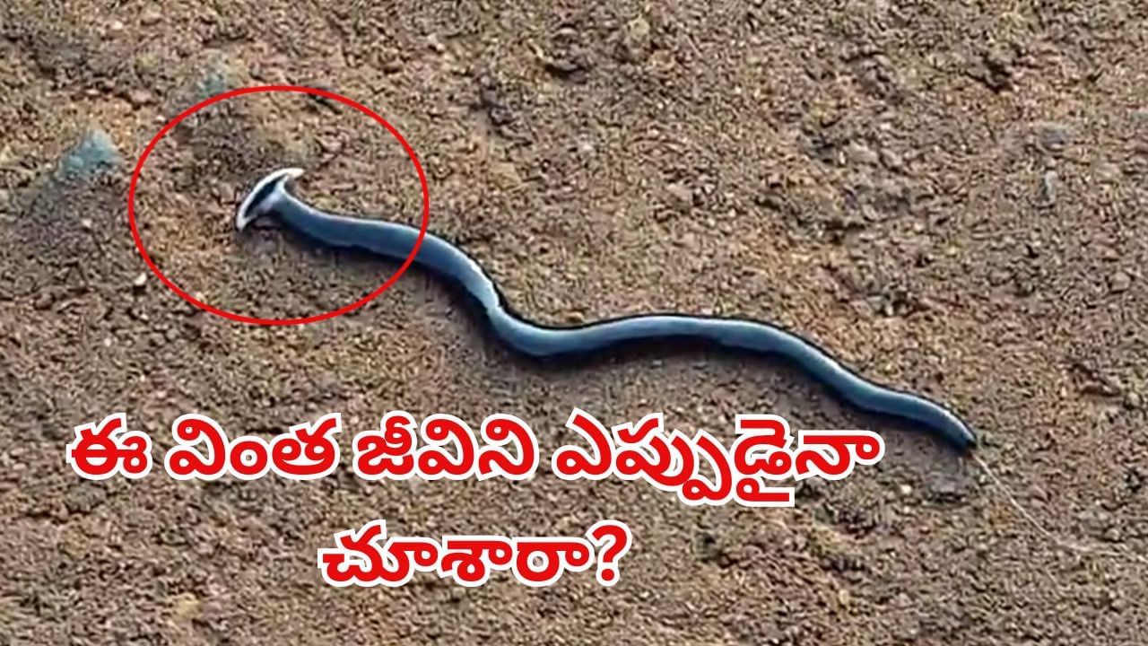 Watch Video: నేలపై పాకుతూ రంగులు మార్చుతున్న వింత జీవి.. తల చూడండి ఎలా ఉందో..