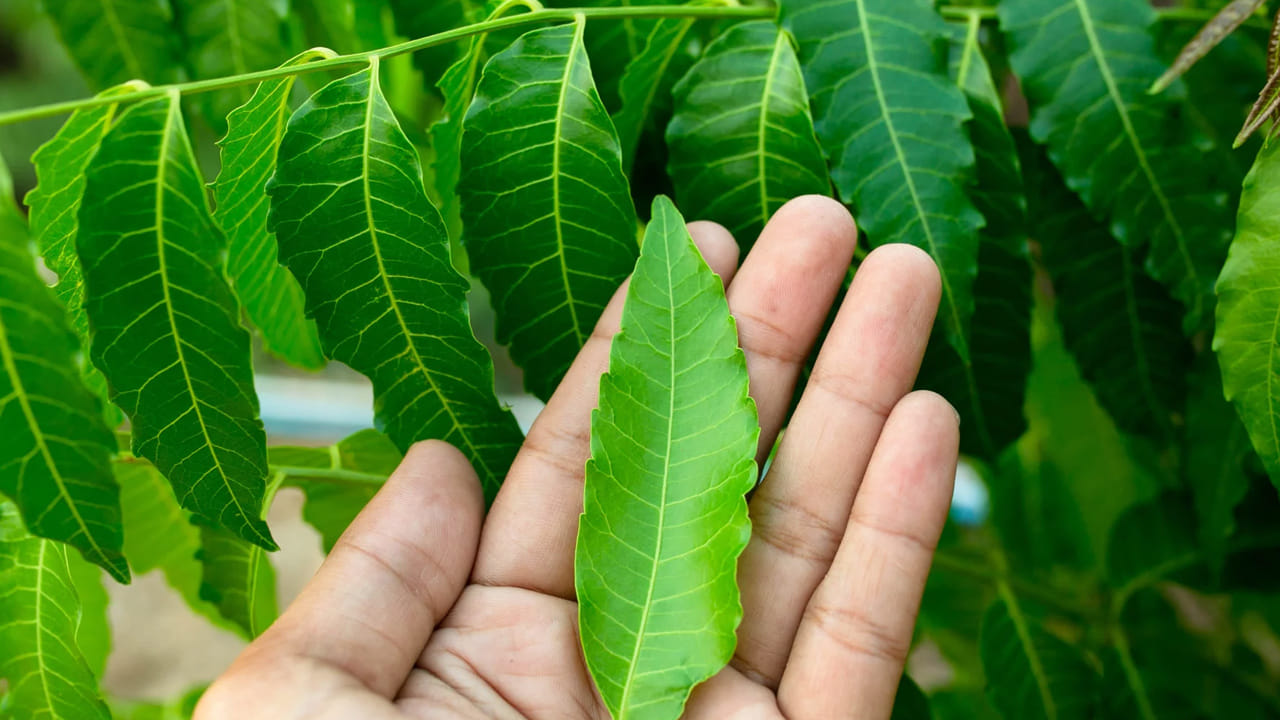 వేపాకు ఆరోగ్యానికి చాలా మంచిది. ముఖ్యంగా చర్మాన్ని ఆరోగ్యంగా ఉంచడంలో ఇది కీలకంగా వ్యవహరిస్తుంది. బ్యాక్టీరియా, శిలీంధ్రాలను చంపే సామార్థ్యం దీనికి ఎక్కువగా ఉంటుంది. అందువలన తల పేను సమస్య ఉన్న వారు వేపాకును నీటిలో శుభ్రంగా కడికి, ఆ ఆకును మెత్తగా పేస్టులా చేసి, నెల రోజుల్లో రెండు సార్లు తలకు పట్టించడం వలన తలలో పేను సమస్య తగ్గిపోతుంది.