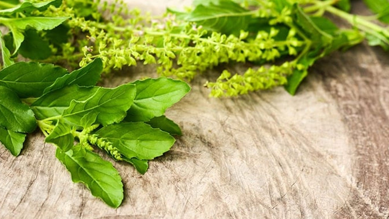 తులసి ఆకు కూడా తలలో పేలను బయటకు పంపిస్తుంది. ఇది తలపై చికాకును కలిగించి, రక్తప్రసరణ జరిగేలా చేస్తుంది. అయితే తులసి ఆకులను కూడా కొబ్బరి నూనెలో వేసి మరగ బెట్టి ఆ నూనెను తలకు మర్దన చేయడం వలన కూడా తల పేను సమస్య నుంచి బయటపడవచ్చునంట