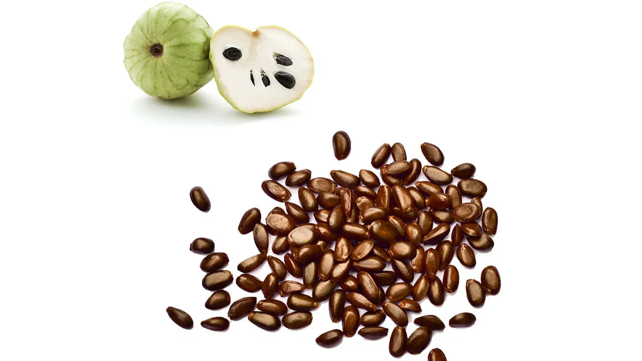 ప్రస్తుతం సీతాఫలాల సీజన్ నడుస్తుంది. శీతాకాలం ప్రారంభంలో ఇవి విపరీతంగా లభిస్తాయి. అయితే పేల సమస్యతో బాధపడే వారు ఈ సీతాఫలం గింజలను ఎండ బెట్టి, పొడి చేసి, మీరు తల స్నానం చేసే ముందు ఈ పొడిని నీటిలో వేసి పేస్ట్ లా చేసి తలకు పట్టించండి. పది నిమిషాల తర్వాత తలస్నానం చేస్తే పేల సమస్య తగ్గుతందంట.