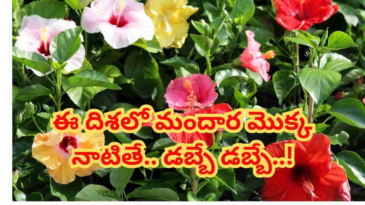 Vastu Tips: ఇంట్లో ఈ పూల మొక్కను నాటితే.. కోటీశ్వరుడు అవ్వడం ఖాయం..! కనక వర్షం కురుస్తుంది..