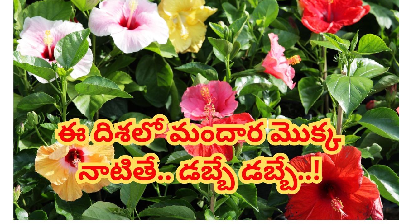 Vastu Tips: ఇంట్లో ఈ పూల మొక్కను నాటితే.. కోటీశ్వరుడు అవ్వడం ఖాయం..! కనక వర్షం కురుస్తుంది..