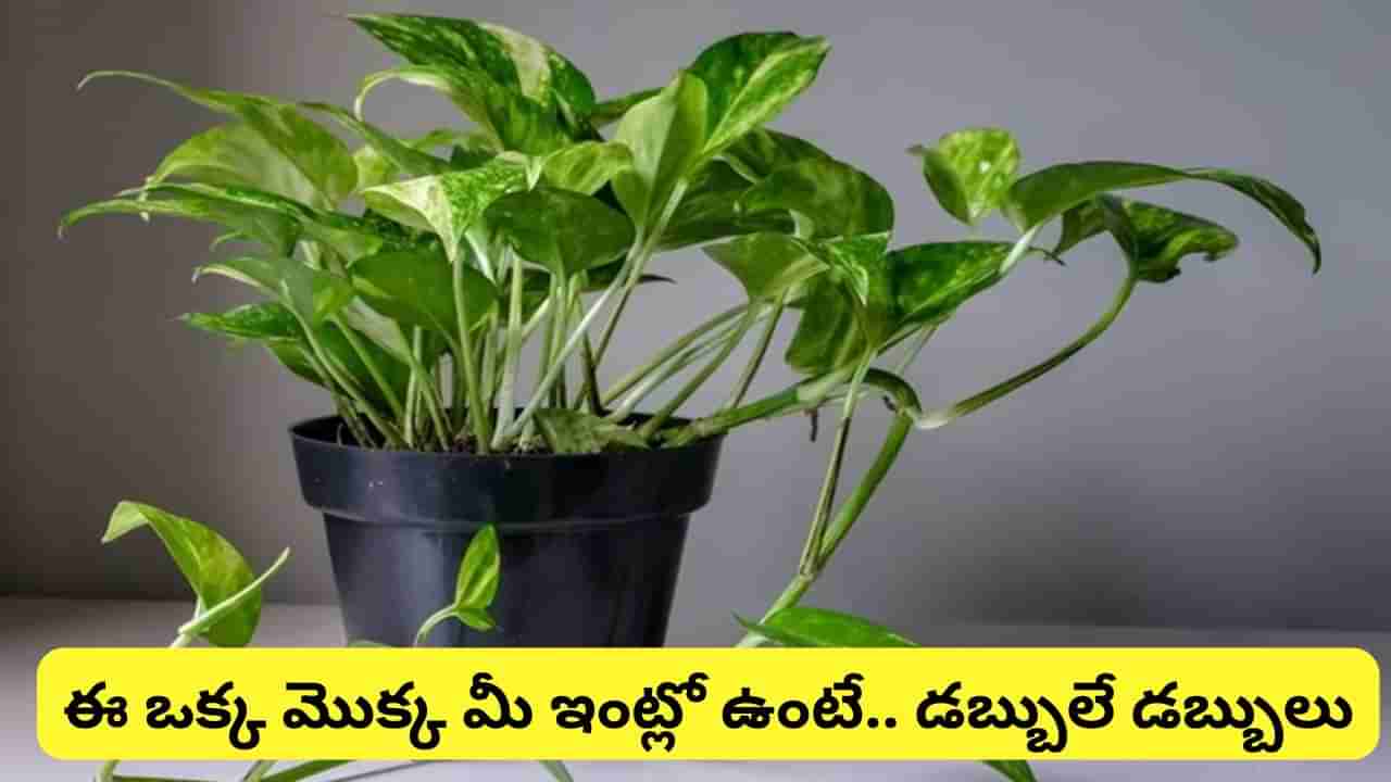 Vastu Tips: ఈ ఒక్క మొక్క మీ ఇంట్లో ఉంటే.. ఎల్లప్పుడూ అదృష్టం మీ వెంటే..