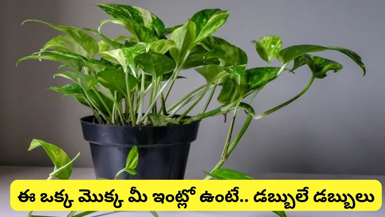 Vastu Tips: ఈ ఒక్క మొక్క మీ ఇంట్లో ఉంటే.. ఎల్లప్పుడూ అదృష్టం మీ వెంటే..